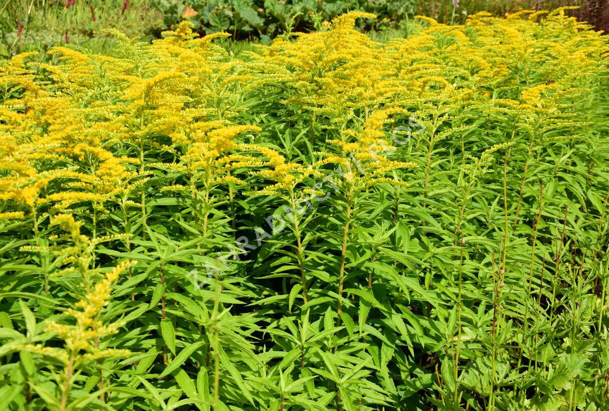 Zlatobýl 'Strahlenkrone' - Solidago 'Strahlenkrone'