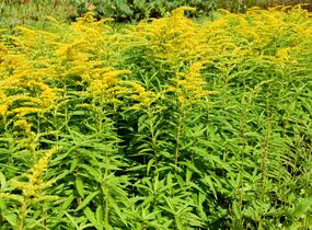 Zlatobýl 'Strahlenkrone' - Solidago 'Strahlenkrone'