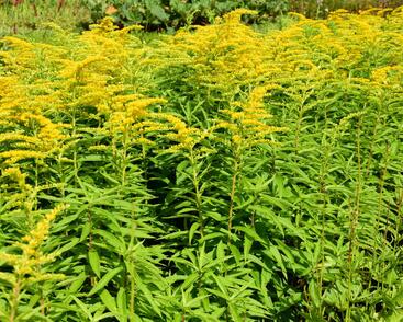 Zlatobýl 'Strahlenkrone'