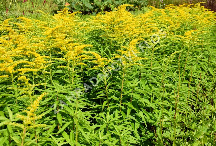 Zlatobýl 'Strahlenkrone' - Solidago 'Strahlenkrone'
