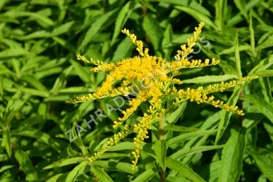 Zlatobýl 'Strahlenkrone' - Solidago 'Strahlenkrone'