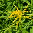 Zlatobýl 'Strahlenkrone' - Solidago 'Strahlenkrone'