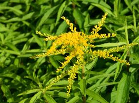 Zlatobýl 'Strahlenkrone' - Solidago 'Strahlenkrone'