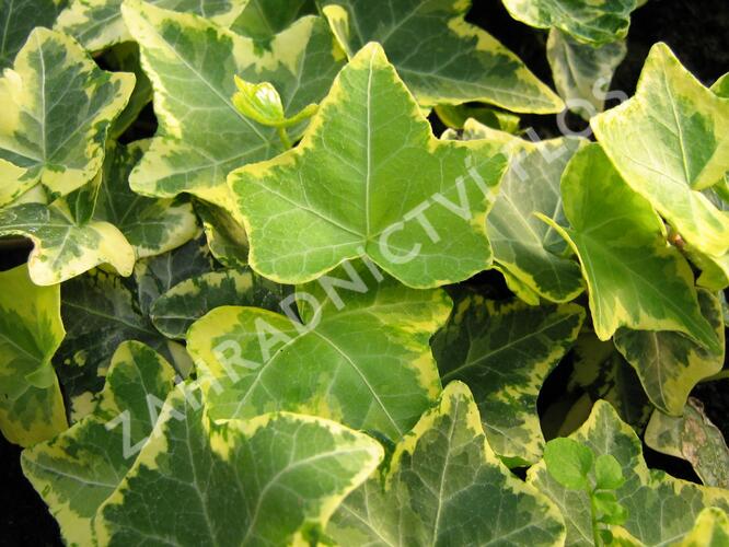 Břečťan popínavý 'Golden Cecilie' - Hedera helix 'Golden Cecilie'