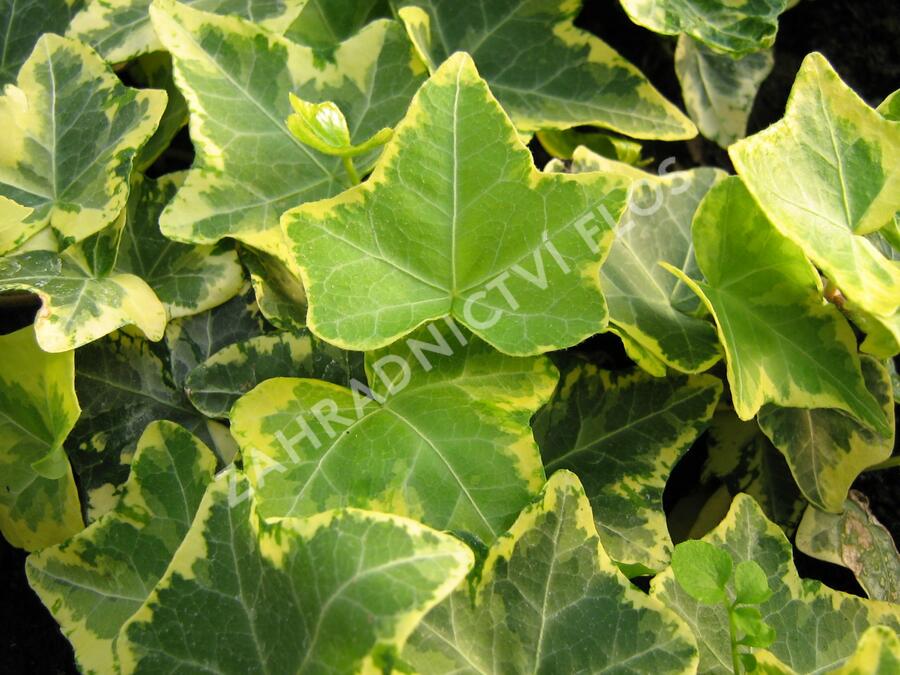Břečťan popínavý 'Golden Cecilie' - Hedera helix 'Golden Cecilie'