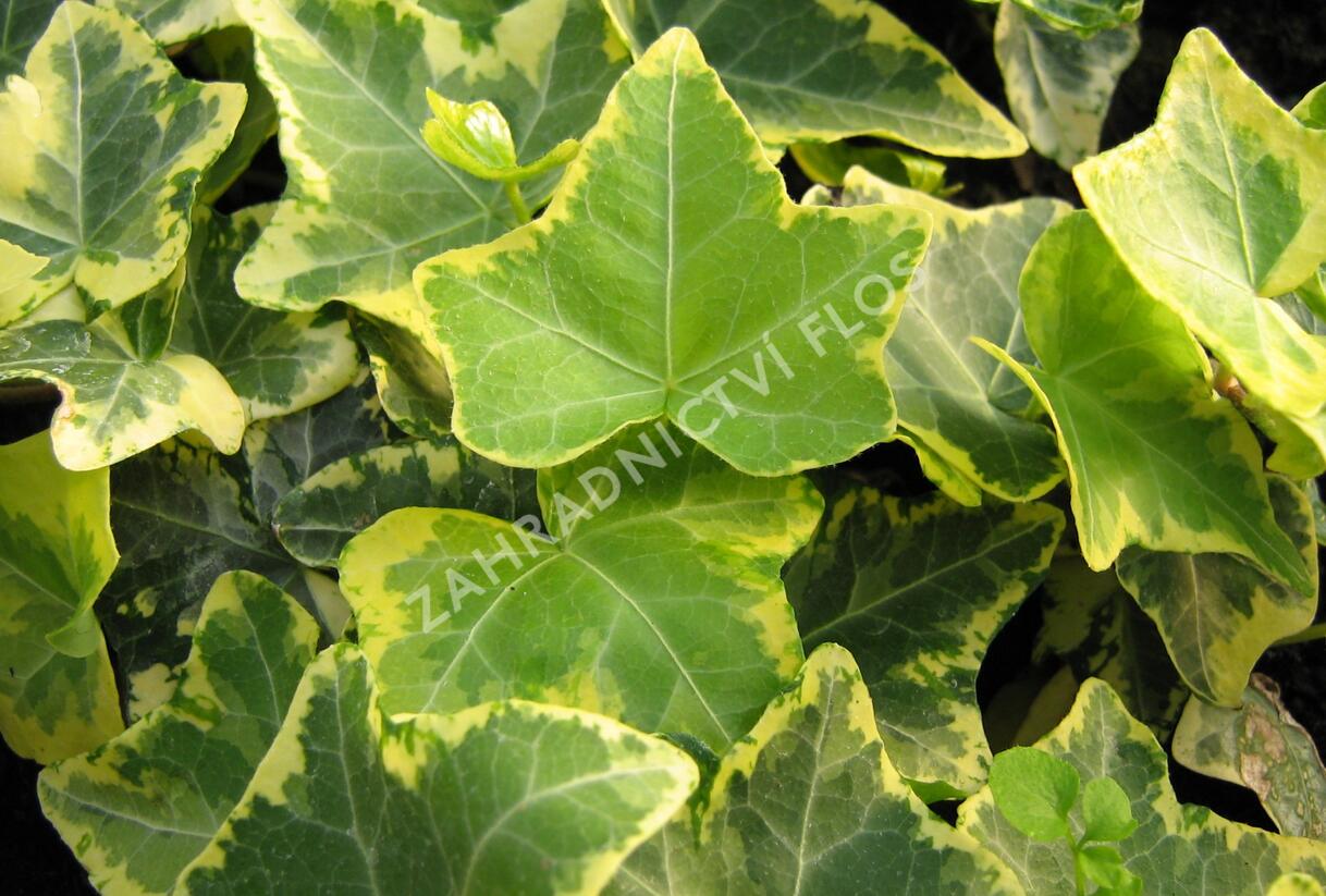 Břečťan popínavý 'Golden Cecilie' - Hedera helix 'Golden Cecilie'