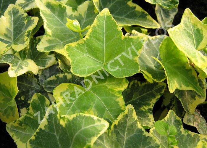 Břečťan popínavý 'Golden Cecilie' - Hedera helix 'Golden Cecilie'