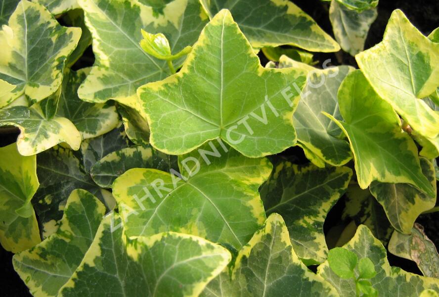Břečťan popínavý 'Golden Cecilie' - Hedera helix 'Golden Cecilie'