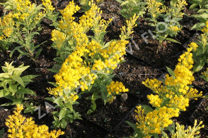 Zlatobýl 'Queenie' - Solidago 'Queenie'