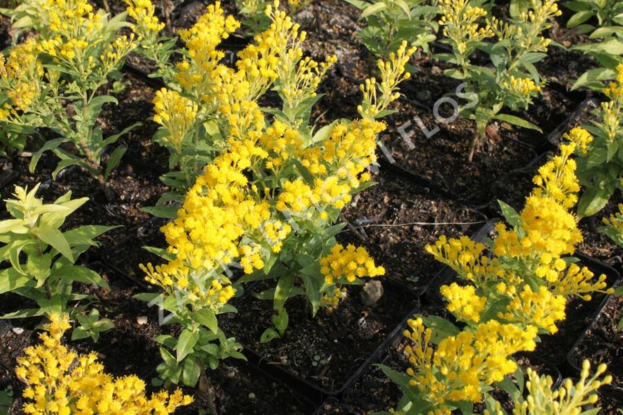 Zlatobýl 'Queenie' - Solidago 'Queenie'