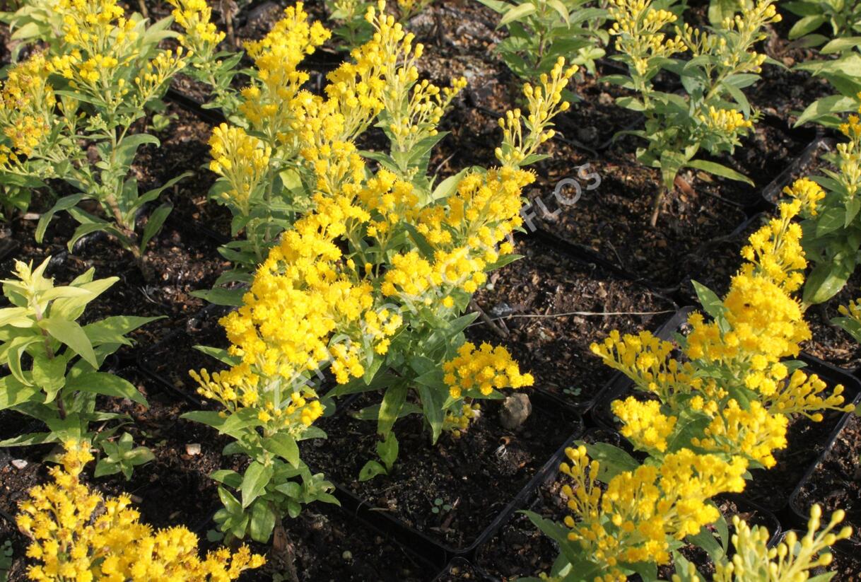 Zlatobýl 'Queenie' - Solidago 'Queenie'