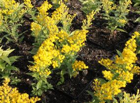 Zlatobýl 'Queenie' - Solidago 'Queenie'