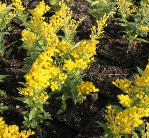 Zlatobýl 'Queenie' - Solidago 'Queenie'