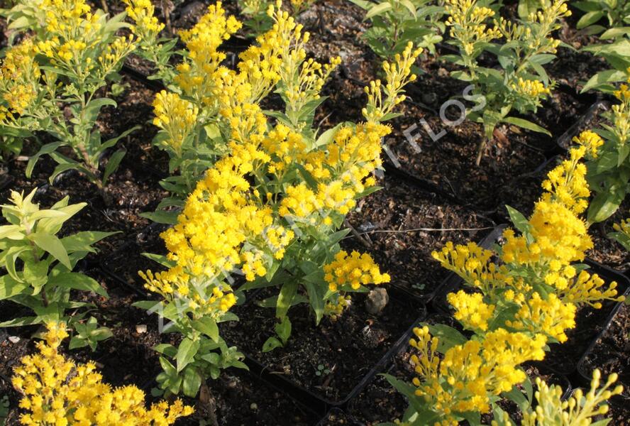 Zlatobýl 'Queenie' - Solidago 'Queenie'