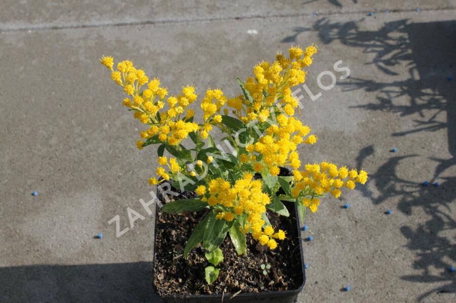 Zlatobýl 'Queenie' - Solidago 'Queenie'