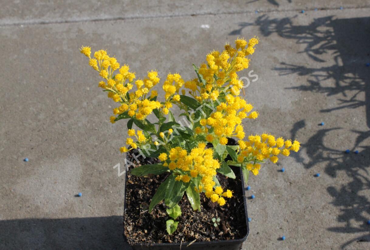 Zlatobýl 'Queenie' - Solidago 'Queenie'