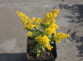 Zlatobýl 'Queenie' - Solidago 'Queenie'