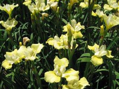 Kosatec sibiřský 'Welfenfurstin' - Iris sibirica 'Welfenfurstin'