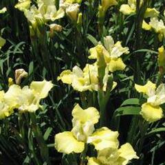 Kosatec sibiřský 'Welfenfurstin' - Iris sibirica 'Welfenfurstin'