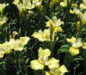 Kosatec sibiřský 'Welfenfurstin' - Iris sibirica 'Welfenfurstin'
