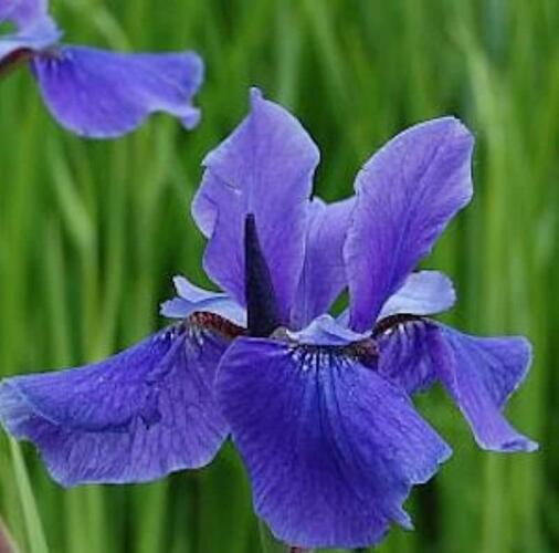 Kosatec sibiřský 'Taubenblau' - Iris sibirica 'Taubenblau'