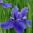 Kosatec sibiřský 'Taubenblau' - Iris sibirica 'Taubenblau'