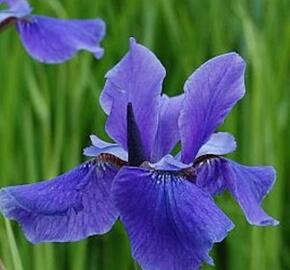 Kosatec sibiřský 'Taubenblau' - Iris sibirica 'Taubenblau'