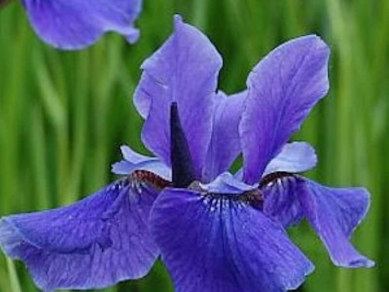 Kosatec sibiřský 'Taubenblau' - Iris sibirica 'Taubenblau'
