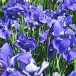 Kosatec sibiřský 'Taubenblau' - Iris sibirica 'Taubenblau'