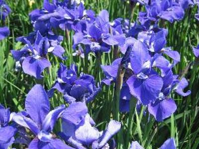 Kosatec sibiřský 'Taubenblau' - Iris sibirica 'Taubenblau'