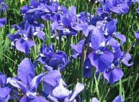 Kosatec sibiřský 'Taubenblau' - Iris sibirica 'Taubenblau'
