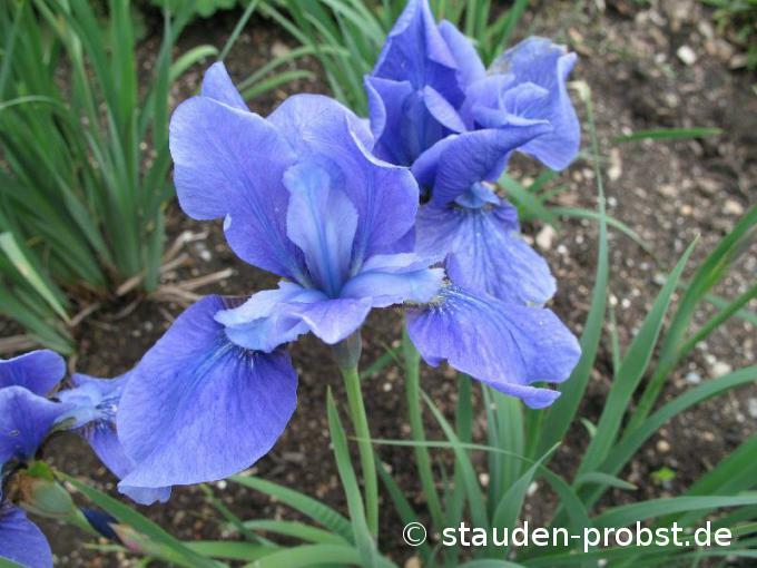 Kosatec sibiřský 'Taubenblau' - Iris sibirica 'Taubenblau'