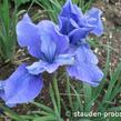 Kosatec sibiřský 'Taubenblau' - Iris sibirica 'Taubenblau'