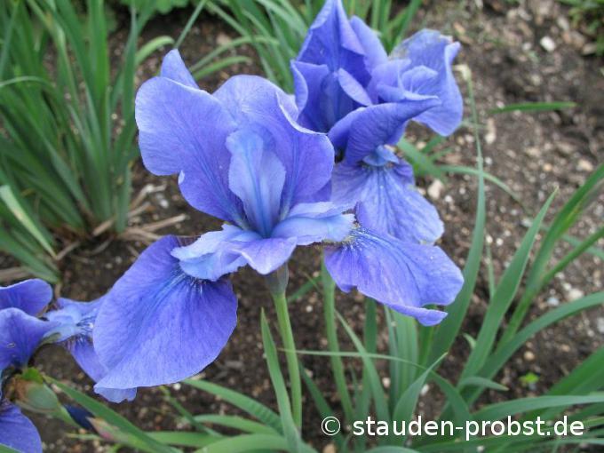 Kosatec sibiřský 'Taubenblau' - Iris sibirica 'Taubenblau'