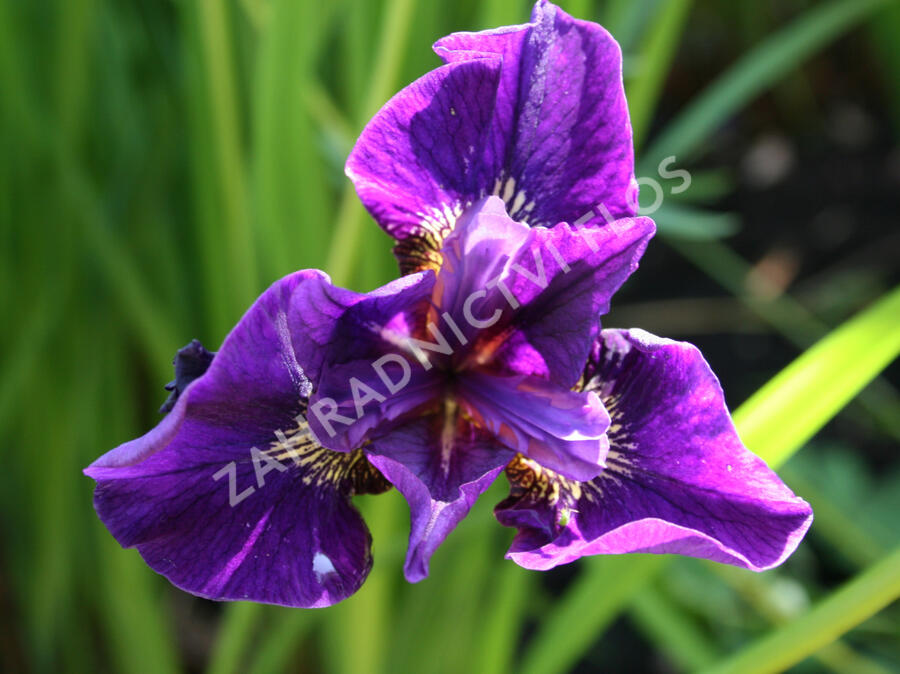 Kosatec sibiřský 'Rufflet Velvet' - Iris sibirica 'Rufflet Velvet'