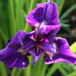 Kosatec sibiřský 'Rufflet Velvet' - Iris sibirica 'Rufflet Velvet'