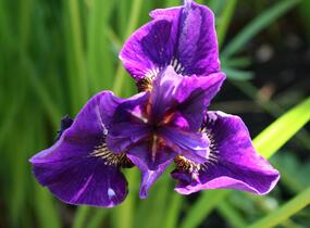 Kosatec sibiřský 'Rufflet Velvet' - Iris sibirica 'Rufflet Velvet'