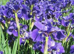 Kosatec sibiřský 'Rufflet Velvet' - Iris sibirica 'Rufflet Velvet'