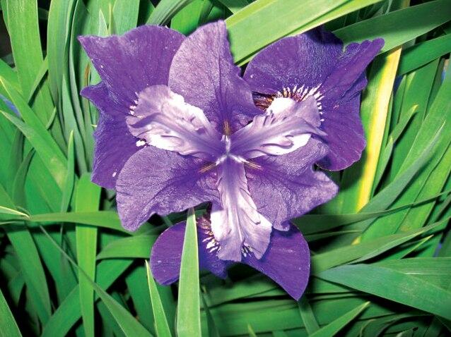 Kosatec sibiřský 'Rufflet Velvet' - Iris sibirica 'Rufflet Velvet'