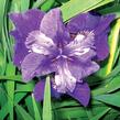 Kosatec sibiřský 'Rufflet Velvet' - Iris sibirica 'Rufflet Velvet'