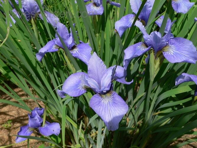 Kosatec sibiřský 'Marilyn Holmes' - Iris sibirica 'Marilyn Holmes'