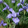 Kosatec sibiřský 'Marilyn Holmes' - Iris sibirica 'Marilyn Holmes'