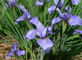 Kosatec sibiřský 'Marilyn Holmes' - Iris sibirica 'Marilyn Holmes'