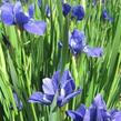 Kosatec sibiřský 'Marilyn Holmes' - Iris sibirica 'Marilyn Holmes'