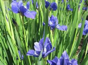 Kosatec sibiřský 'Marilyn Holmes' - Iris sibirica 'Marilyn Holmes'