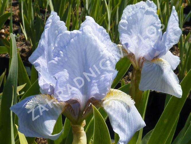 Kosatec neměcký 'Oberschwaben' - Iris barbata-nana 'Oberschwaben'