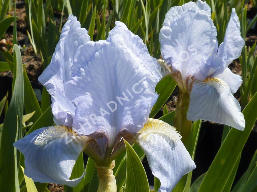 Kosatec neměcký 'Oberschwaben' - Iris barbata-nana 'Oberschwaben'