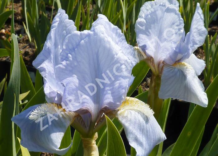 Kosatec neměcký 'Oberschwaben' - Iris barbata-nana 'Oberschwaben'