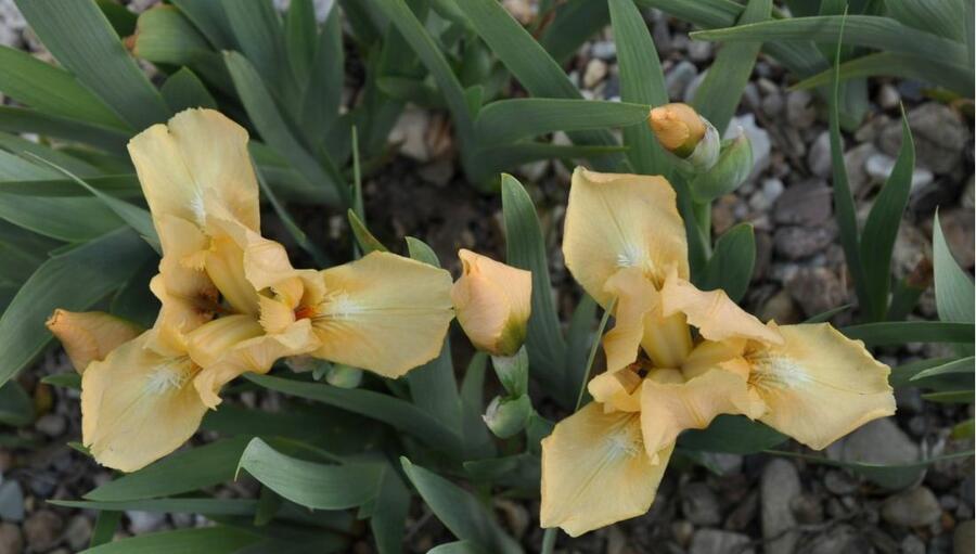 Kosatec nízký 'Melon Honey' - Iris barbata-nana 'Melon Honey'