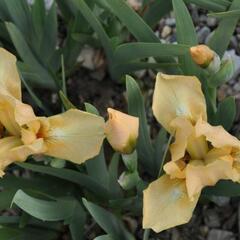 Kosatec nízký 'Melon Honey' - Iris barbata-nana 'Melon Honey'